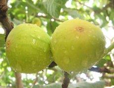 دومین جشنواره انجیر در گلوگاه برگزار شد