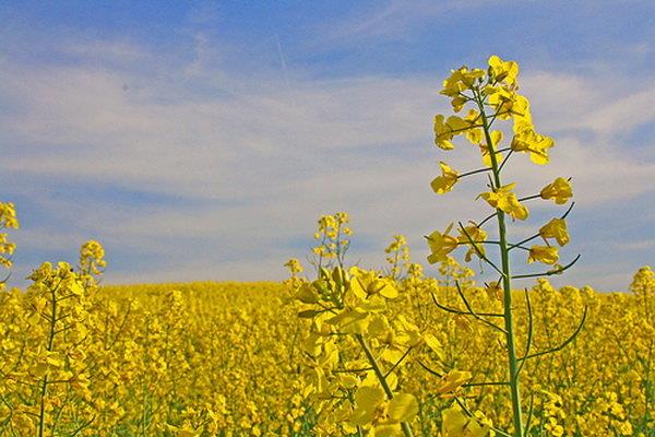 مجری طرح برنامه افزایش دانه‌های روغنی منصوب شد