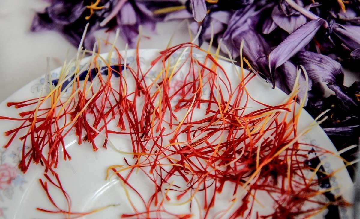 تصاویر | بهره‌برداری از نخستین مزرعه زعفران در سنندج