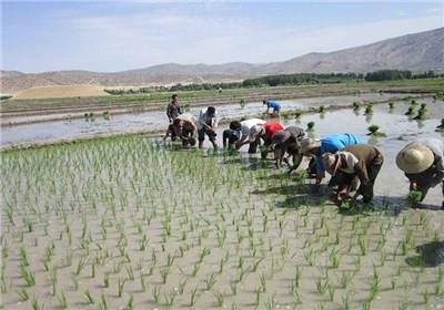 کشت فرا سرزمینی برنج  در ویتنام