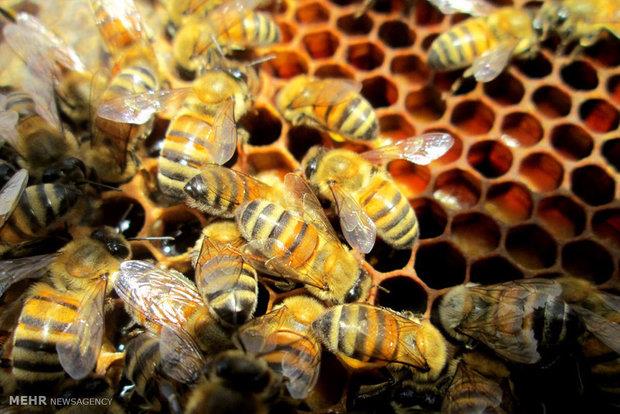 تغذیه مناسب موجب کاهش بیماری در کلنی های زنبور عسل می شود