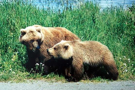 خرسهای گریزلی گیاهخوار شدند!