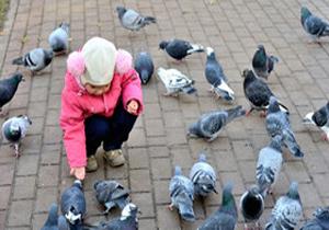 خطر شیوع برخی بیمار‌ی‌ها با غذا دادن انسان به پرندگان
