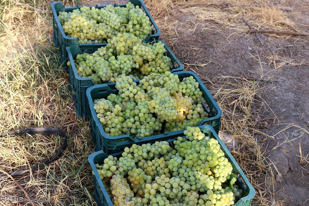 برداشت انگور + تصاویر