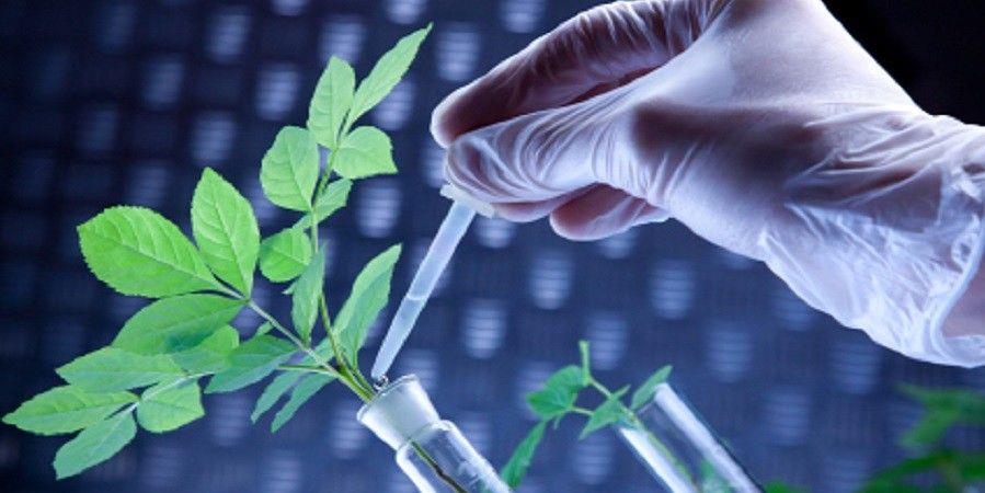 ایران رتبه سوم دنیا را در رشد علم کسب کرد/ 6 درصد تولید علم کشور متعلق به پژوهشگران علوم کشاورزی