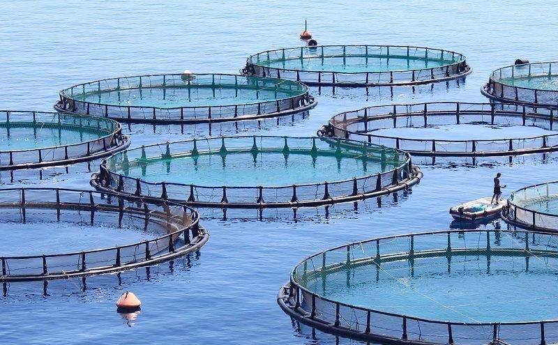 تقبل 15 درصد پروژه پرورش ماهی در قفس از سوی مؤسسه جهاد نصر