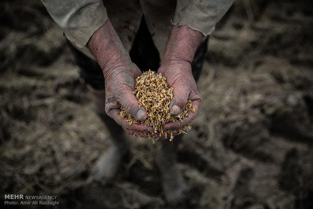 هیچ بذر تراریختهای وارد کشور نشده/افتتاح باشگاه کشاورزان ایران