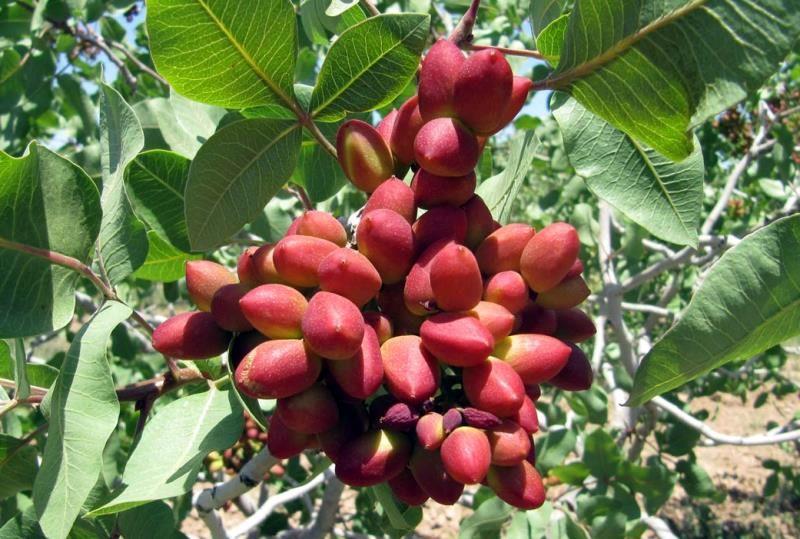 پسته جای گندم را می‌گیرد