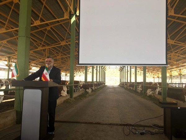 بهره‌برداری از نخستین مجتمع پرورش نژاد دومنظوره سمینتال با اعتبار 40 میلیارد تومانی/ کاهش 30 درصدی هزینه تولید با سمینتال