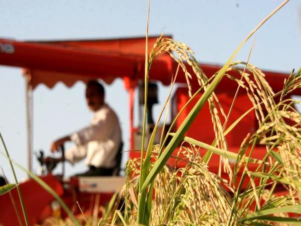 تولید 98 هزار تن شلتوک از شالیزارهای بابلسر