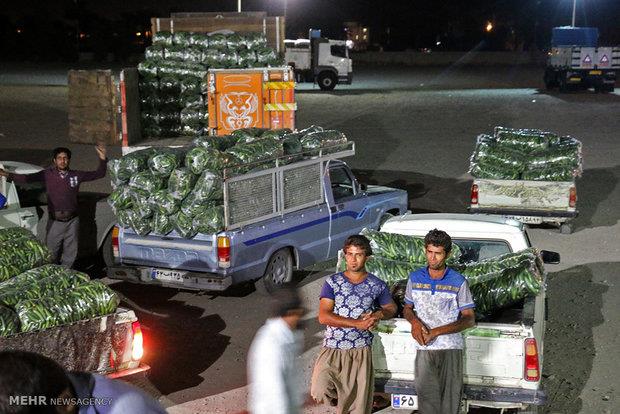 محصولات کشاورزی بعد از تولید در بازار سرگردان هستند