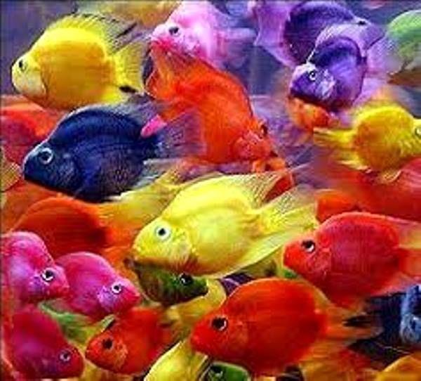 تولید 320 هزار ماهیان زینتی در چهارمحال و بختیاری / صادرات ماهیان زینتی به کویت، عراق و ترکیه