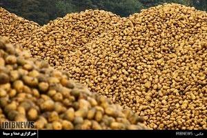 هشدار به سیب زمینی کاران جنوب کرمان