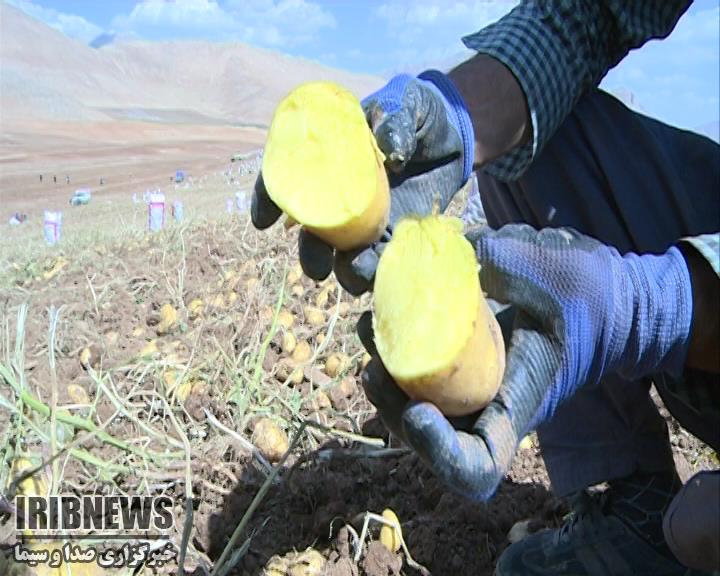 دولت مصمم به خرید تضمینی سیب زمینی از کشاورزان + فیلم