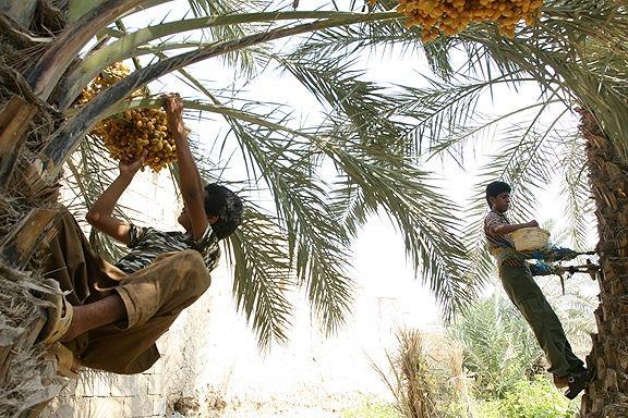 اجرای طرح توسعه نخیلات در اراضی مستعد شهرستان کارون