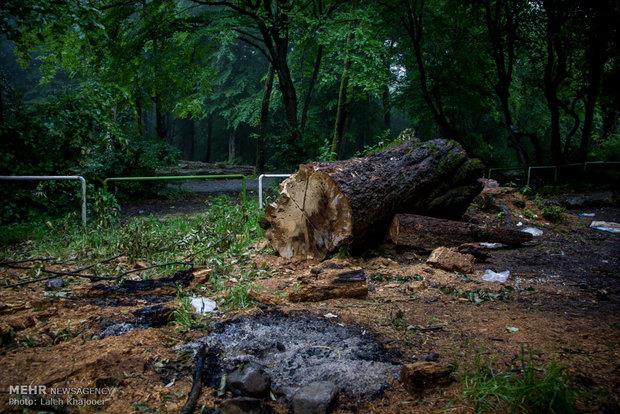 اجرای ۷۵ هزار هکتار جنگلکاری طی سالجاری در کشور