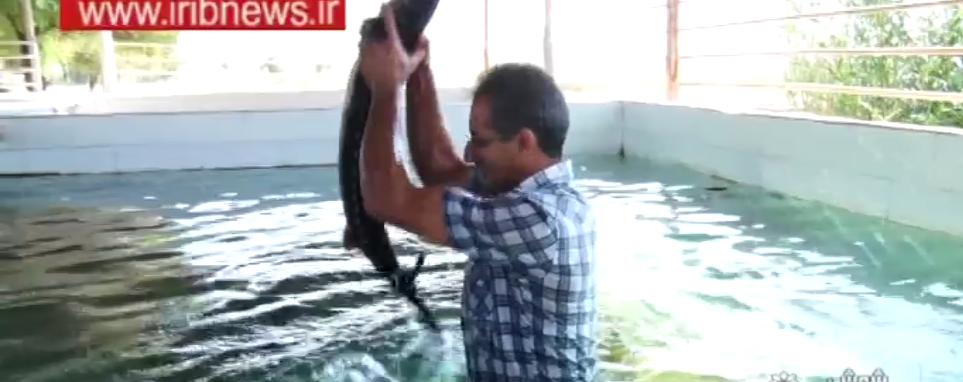 تولید 200 تن ماهی خاویارو 20 تن خاویر در شوش+فیلم