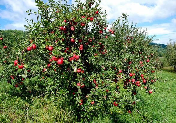 خرید تضمینی سیب درختی در آذربایجان شرقی