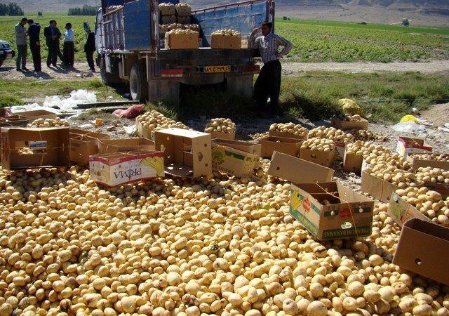 سیب‌زمینی‌کاران همدانی باغبان شدند/ تولید 950 هزار تن سیب‌زمینی در همدان با وجود کاهش 5000 هکتاری سطح کشت