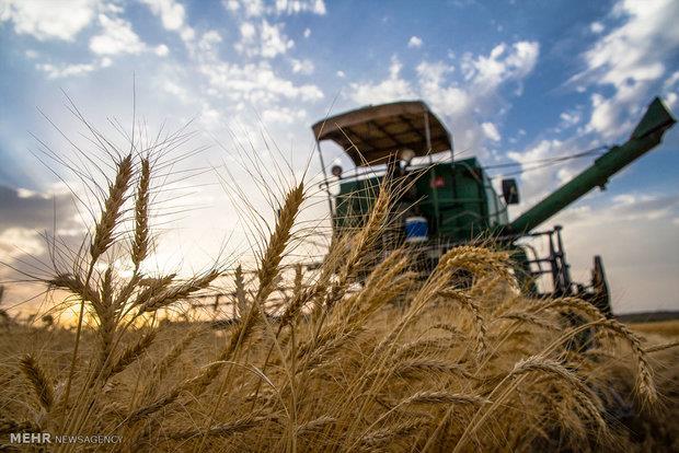 تولید بذور گندم به‌طور کامل به بخش خصوصی واگذار شد
