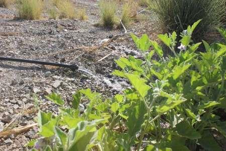 آب فروشی ، پدیده ای زیانبار در عرصه آب و کشاورزی فارس