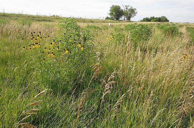 مقاومت آنتی‌بیوتیکی را می‌توان در تولیدات کشاورزی مدیریت کرد/ مقاومت آنتی‌بیوتیکی می‌تواند به‌طور طبیعی در باکتری‌های خاک رخ ‌دهد