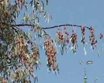 برداشت  محصول سنجد در استان سمنان