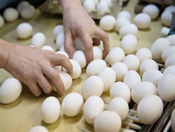 تخم مرغ ظرف یکسال نزدیک 30 درصد گران شد