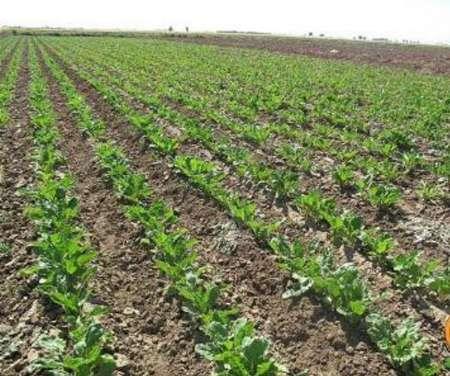 کشت چغندر قند در 28 هزار هکتار از اراضی آذربایجان غربی