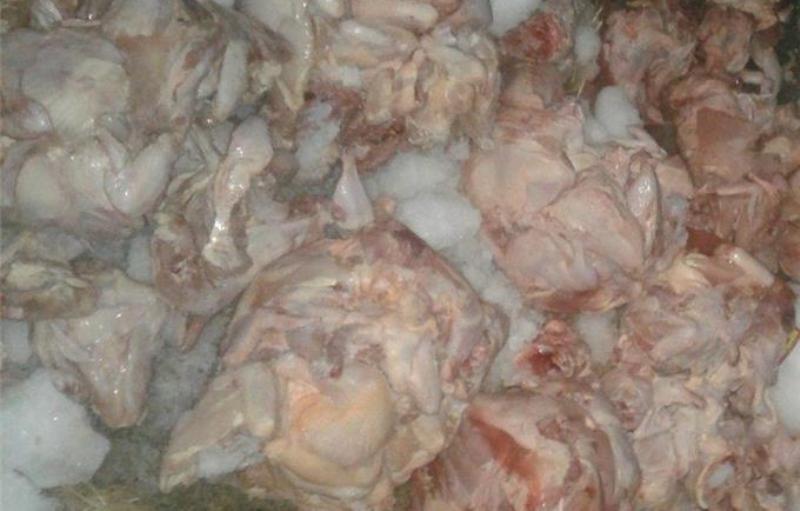 1500 کیلوگرم جگر و مرغ غیر قابل مصرف در سقز معدوم شد
