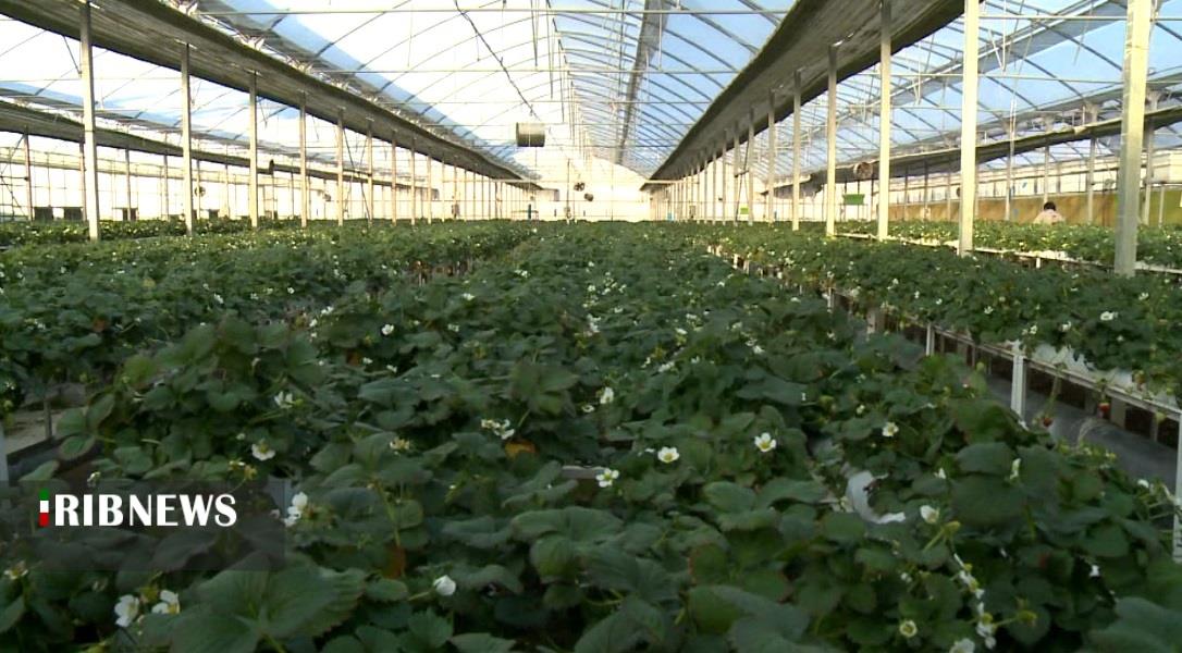 توسعه کشت گلخانه ای اولویت جهاد کشاورزی کردستان