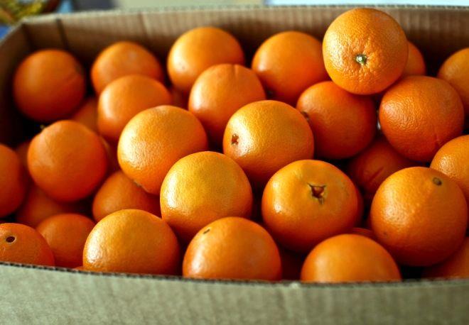 آغاز خرید تضمینی پرتقال شب عید از شنبه هفته آینده/ هر کیلو پرتقال 2500 تومان