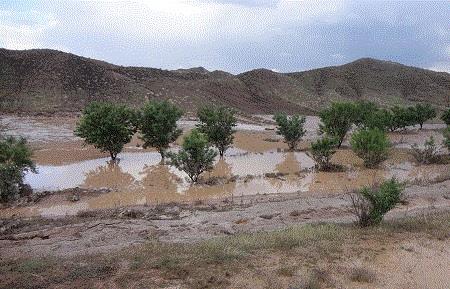 بارندگی 260 میلیارد ریال به کشاورزان فریدونشهری خسارت زد