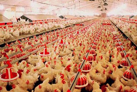 قیمت مرغ در خراسان رضوی طی سه سال گذشته کمترین نوسان را داشت