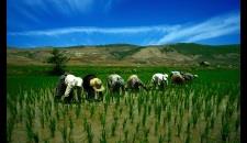 برنج شالیکاران روی دستشان شفته شد/ علاقه جهاد کشاورزی به خرید برنج از دلالان تا کشاورز