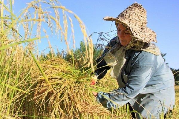 اولین خوشه های برنج در آستانه اشرفیه برداشت شد