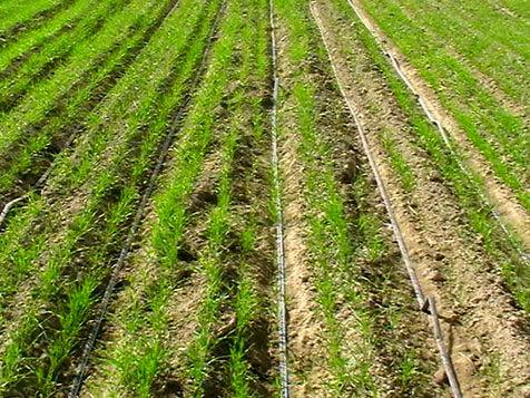 تجهیز 43 درصد از اراضی استان چهارمحال و بختیاری به سیستم های نوین آبیاری