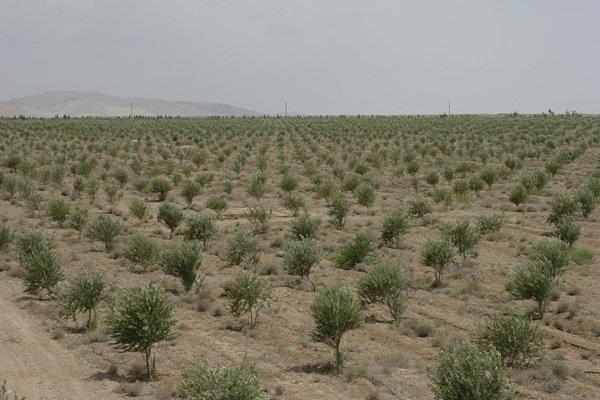 اصلاح باغات مهمترین برنامه طرح زیتون کشور است