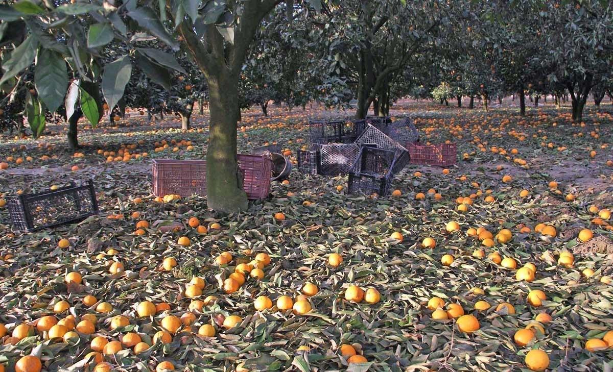 تصاویر | خسارت برف و سرما به باغات مرکبات در گرگان