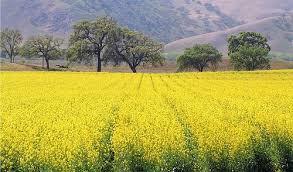 آغاز کشت کلزا در نقده