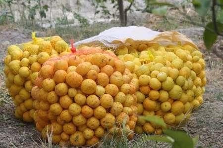 برداشت میوه بکرایی در ارم دشتستان آغاز شد