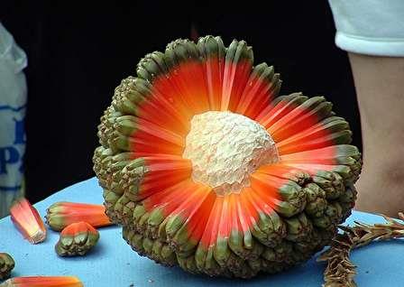 هومیوپاتی، مفید یا مضر؟