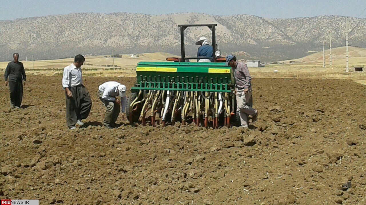 26 هزار و 600 هکتار از اراضی شهرستان گیلانغرب زیر کشت گندم رفت