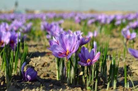 آغاز برداشت زعفران در مناطق کوهستانی رفسنجان