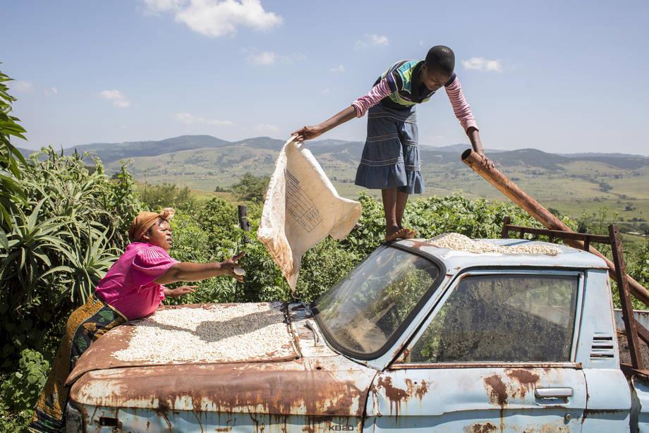 ال نینو و جنگ همچنان قربانی می گیرد