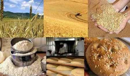 البرز ماهانه نیاز به 17 هزار تن آرد گندم دارد