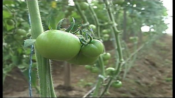 صادرات 320 میلیارد ریالی محصولات کشاورزی ، زنجان