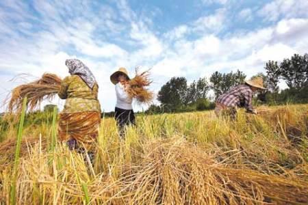 افزایش تولید برنج اولویت برنامه های وزارت جهادکشاورزی است