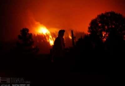 کشت دانه های روغنی در قزوین افزایش می یابد