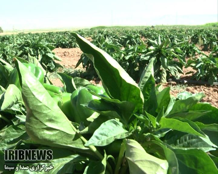 ضرورت تسریع در برداشت محصولات کشاورزی چهارمحال و بختیاری